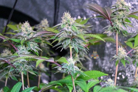 grape gas Day 40.jpg