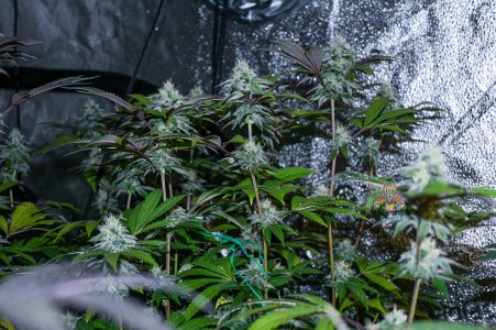 grape gas Day 40-3.jpg