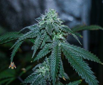 cherry pie Day 40.jpg