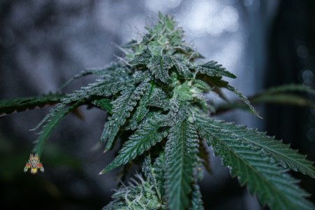 cherry pie Day 40-1.jpg