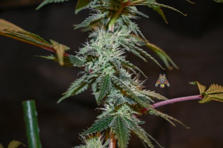 cherry mac moonshine keeper  Day 40.jpg
