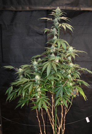 cherry mac moonshine keeper  Day 40-8.jpg