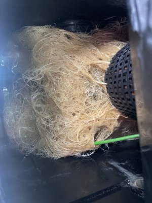 IMG_3555.jpeg