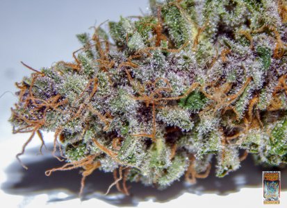 purple dragon rider photo 1a (1 of 1).jpg