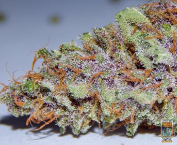 purple dragon rider photo 2a (1 of 1).jpg