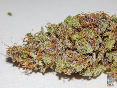 purple dragon rider photo 3a (1 of 1).jpg