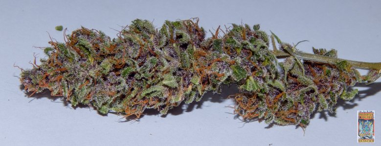 purple dragon rider photo 4a (1 of 1).jpg