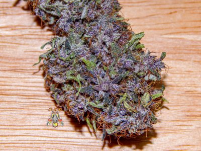 purple dragon rider-1.jpg