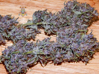 purple dragon rider-2.jpg