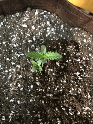 thumbnail_IMG_0781.jpg