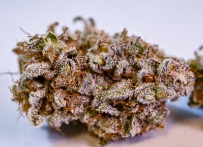 mac dragon seeded bms bx1.jpg