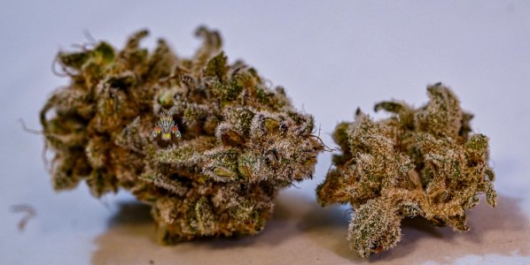 mac dragon seeded bms bx1-1.jpg