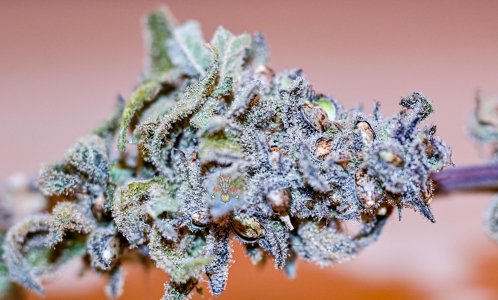 bms seeded bms bx1.jpg