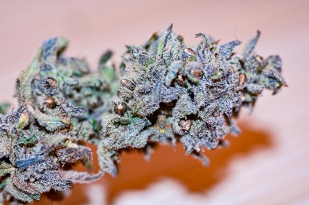 bms seeded bms bx1-1.jpg