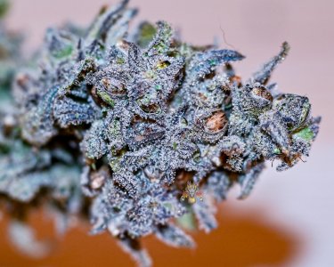 bms seeded bms bx1-2.jpg