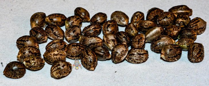 bms seeded bms bx1-4.jpg