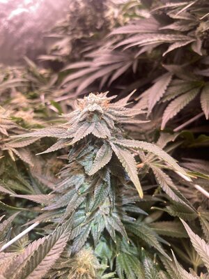 IMG_3610.jpeg