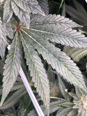 IMG_3617.jpeg