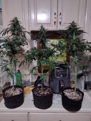 IMG_20240226_213036511.jpg