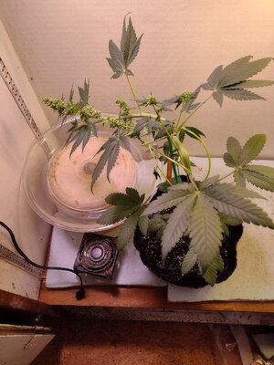 IMG_20240305_115651886.jpg