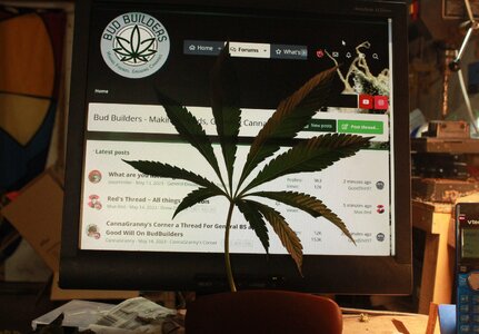 BBleaf.JPG