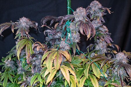 obama kush week 10 harvest day small format.jpg