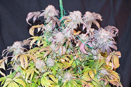 obama kush week 10 harvest day small format-1.jpg