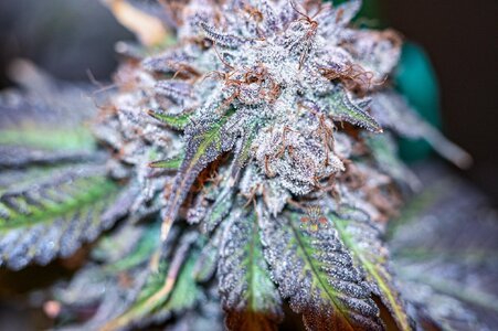 obama kush week 10 harvest day small format-2.jpg