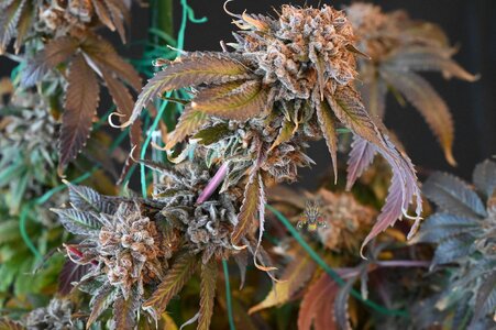 obama kush week 10 harvest day small format-3.jpg