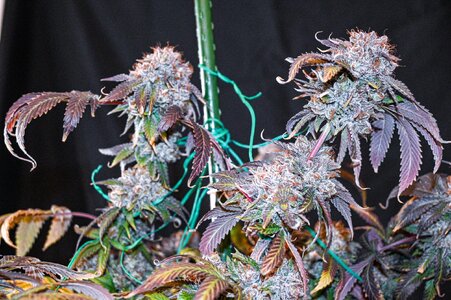 obama kush week 10 harvest day small format-5.jpg