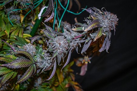 obama kush week 10 harvest day small format-6.jpg