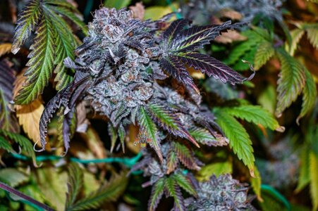 obama kush week 10 harvest day small format-9.jpg