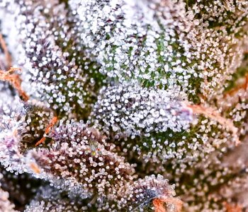 cherry pie week 10 harvest day small format.jpg