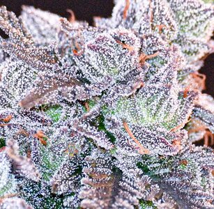 cherry pie week 10 harvest day small format-1.jpg
