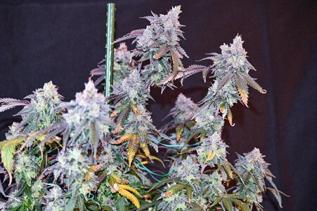 cherry pie week 10 harvest day small format-2.jpg