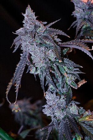 cherry pie week 10 harvest day small format-3.jpg
