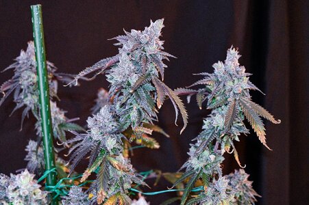 cherry pie week 10 harvest day small format-4.jpg