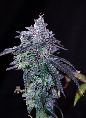 cherry pie week 10 harvest day small format-5.jpg