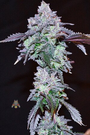 cherry pie week 10 harvest day small format-6.jpg