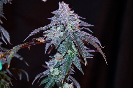 cherry pie week 10 harvest day small format-7.jpg