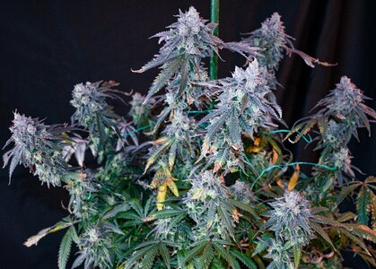 cherry pie week 10 harvest day small format-8.jpg