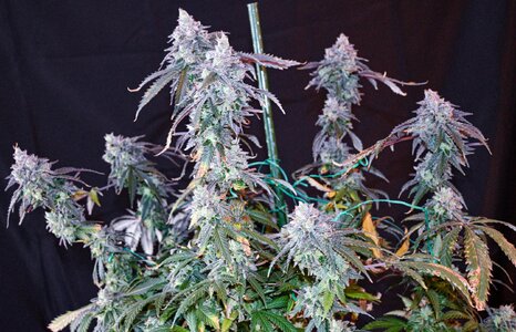 cherry pie week 10 harvest day small format-9.jpg