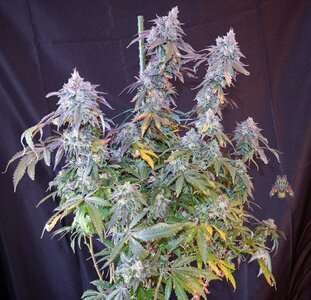 cherry pie week 10 harvest day.jpg