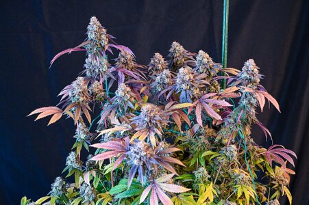 grape gas week 10 harvest small format.jpg