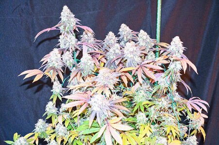 grape gas week 10 harvest small format-1.jpg