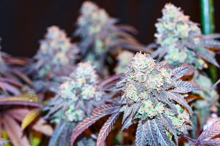 grape gas week 10 harvest small format-2.jpg