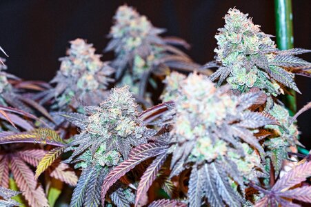grape gas week 10 harvest small format-3.jpg