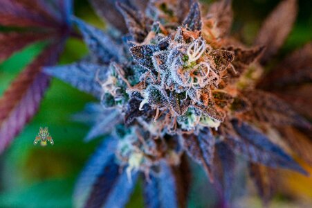 grape gas week 10 harvest small format-4.jpg