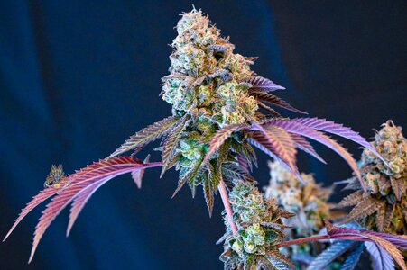 grape gas week 10 harvest small format-5.jpg
