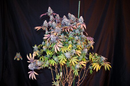 grape gas week 10 harvest small format-6.jpg